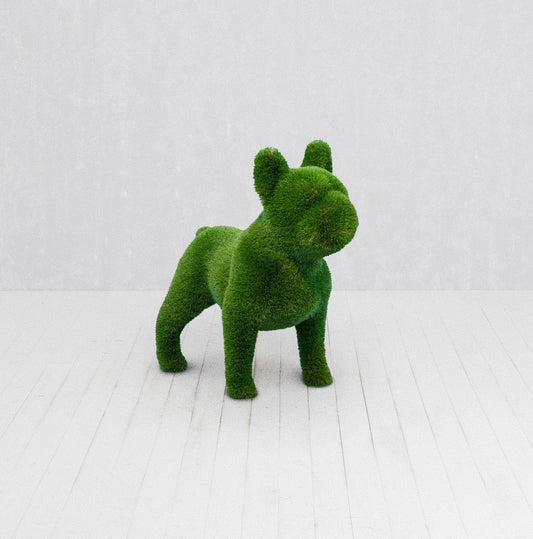 French Bulldog Standard