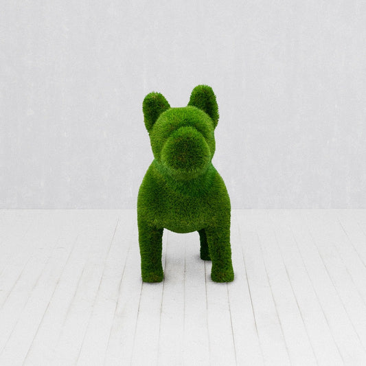 French Bulldog Standard