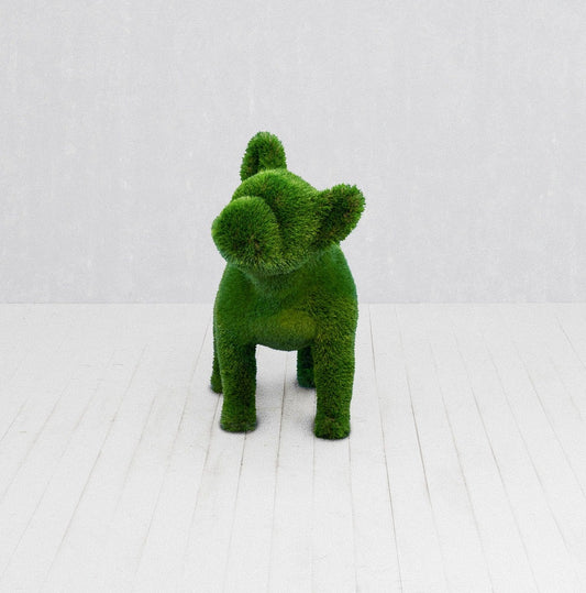 French Bulldog Standard - Testa piegata