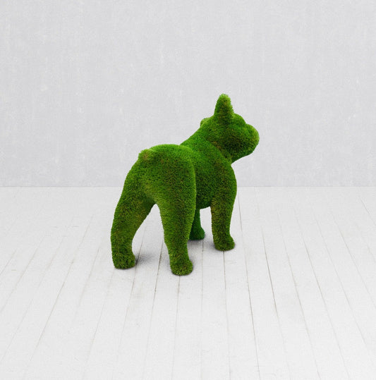 French Bulldog Standard - Testa piegata
