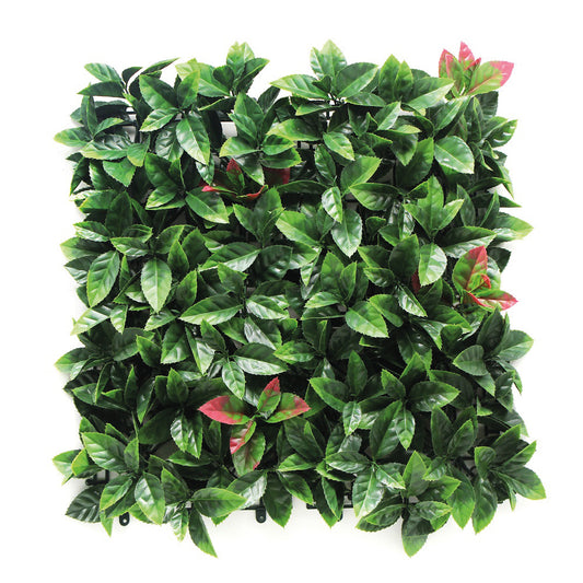 Photinia
